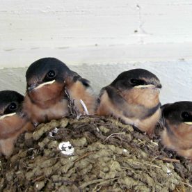 Barn Swallows in nest