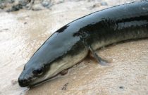 American Eel