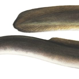 Drawing of an American Eel