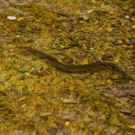 American Eel