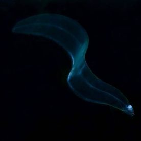 American Eel leptocephalus