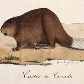 Beaver