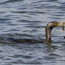 Cormorant eating an American Eel