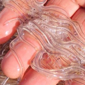 Glass Eels