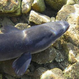 Silver Eel, or mature American Eel