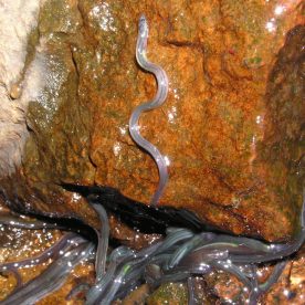 Silver Eels climbing