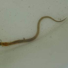 A young American Eel, or yellow eel