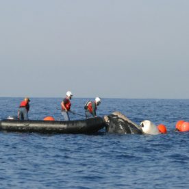 North Atlantic Right Whale
