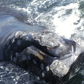 North Atlantic Right Whale