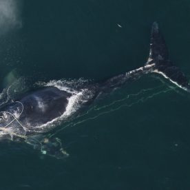 North Atlantic Right Whale