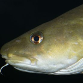 Atlantic Cod Head