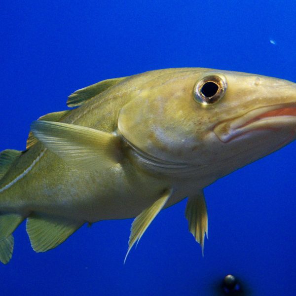 Atlantic Cod - Hinterland Who's Who