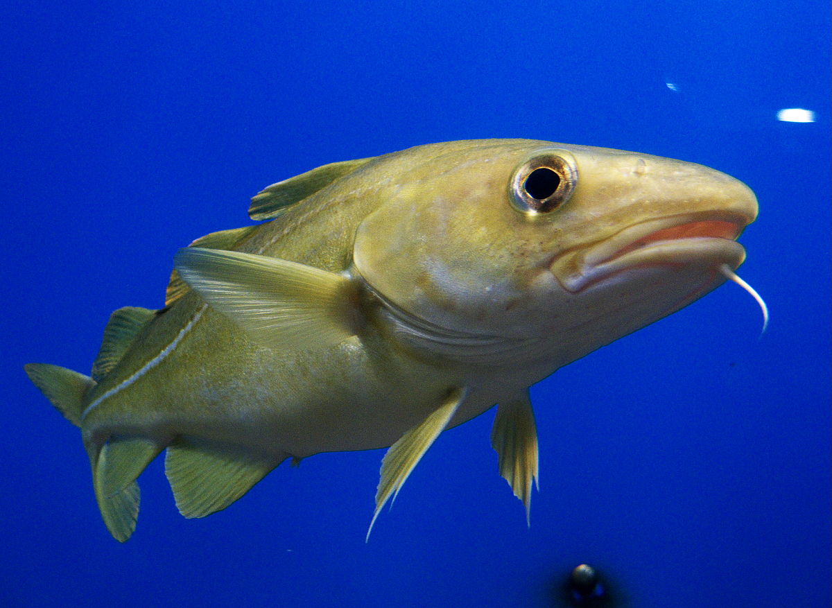 Atlantic Cod Hinterland Who s Who Atlantic Cod Hinterland Who s Who