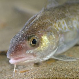 Juvenile Atlantic Cod