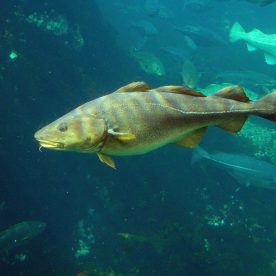 Atlantic Cod