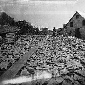 Drying cod in Burgeo NL