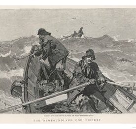 The Newfoundland Cod Fishery