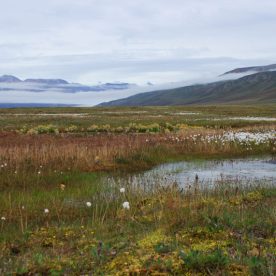Tundra Field in Nunavut