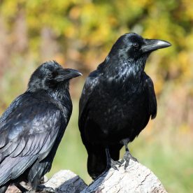 Raven couple