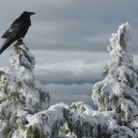 Common Raven on Tree Top