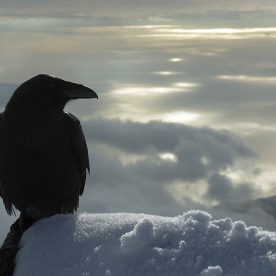 Common Raven in the snow