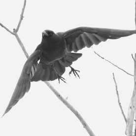 Common Raven