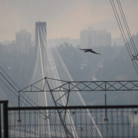 Raven in the city
