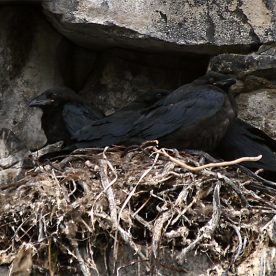 Common Raven Juveniles at a Nest