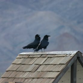 Common Raven Couple