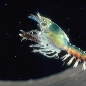 North American Lobster larvae