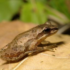 Western Chorus Frog