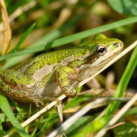 Boreal Chorus Frog