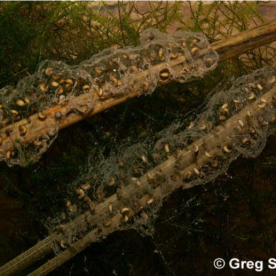 Chorus frog eggs