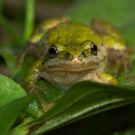 Boreal Chorus Frog