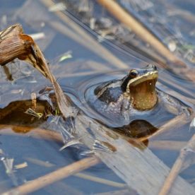 Western Chorus Frog
