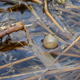 Western Chorus Frog