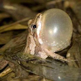 Western Chorus Frog