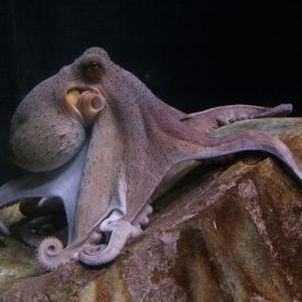 Giant Pacific Octopus