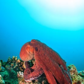 Giant Pacific Octopus