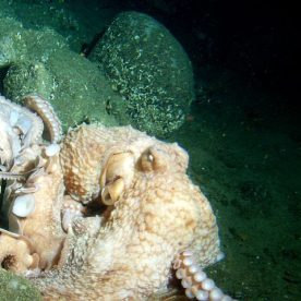 Giant Pacific Octopus