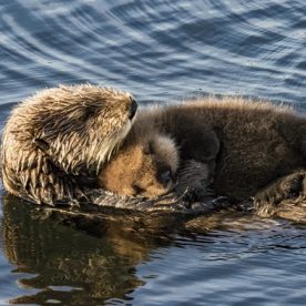 Sea Otter