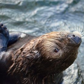 Sea Otter