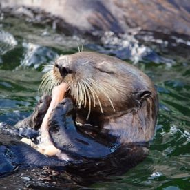 Sea Otter
