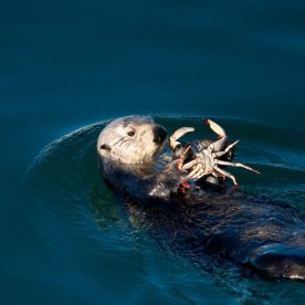Sea Otter