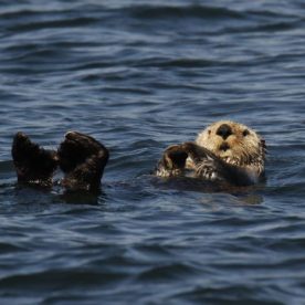 Sea Otter