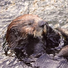 Sea Otter