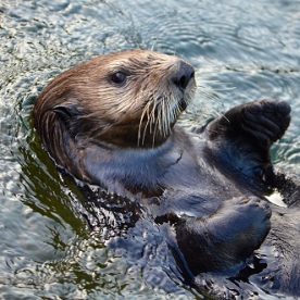 Sea Otter