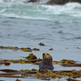 Sea Otter