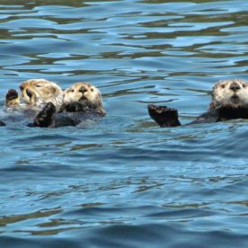 Sea Otters