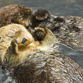 sea otters